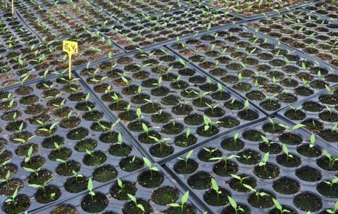 Little plants Stock Photos
