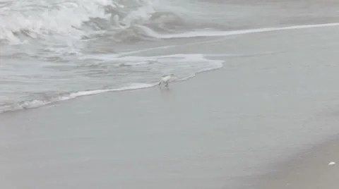 Little plover Stock-Footage 3801756
