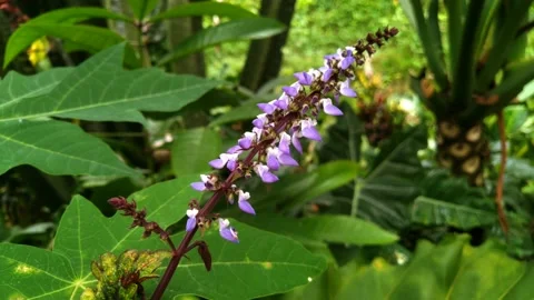 Little plower Video stock 232837261