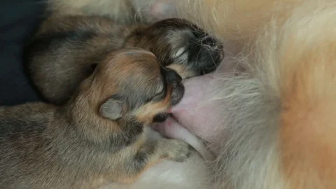 Little Pomeranian puppies suck milk from mother Stock Footage