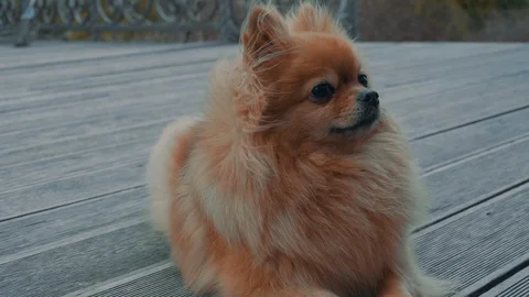 Little Pomeranian Spitz posing on camera Stockbeeldmateriaal 129249889