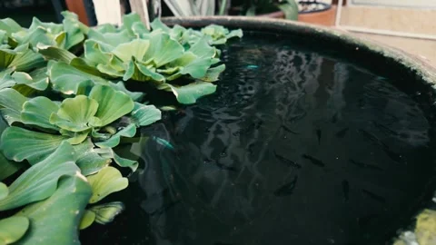 Little pond Stock Footage 297037504