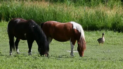 Little ponies 库存影片 24653997