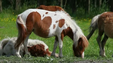 Little ponies Stock Footage 24654016