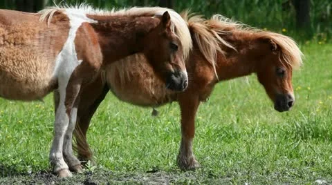 Little ponies 库存影片 24654023