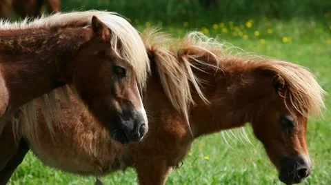 Little ponies Stock Footage 24654085