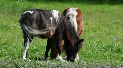 Little ponies Stock Footage 24654102