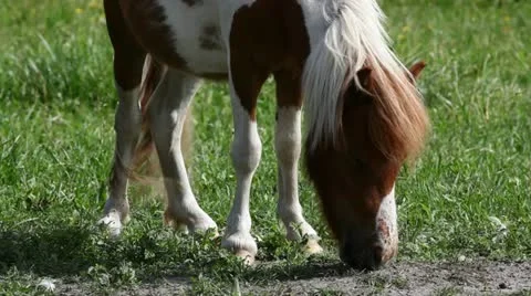 Little pony Stock Footage 24654082