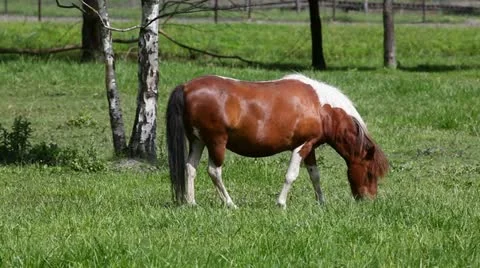 Little pony Stock Footage 24654106