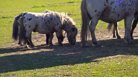 Little Pony Stock Footage 31284026