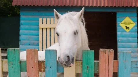 Little pony Stock Footage 137654834