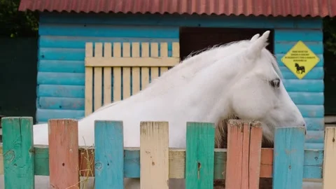Little pony Stock Footage 140238202