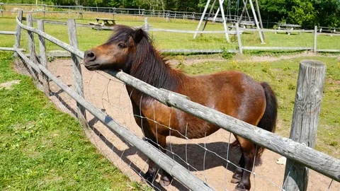 Little pony horse eats hay in summer day Stock Footage 113080098