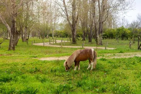 Little pony with a long mane eats grass among the trees Stock Photos