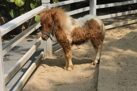 Little Pony Stock Photos