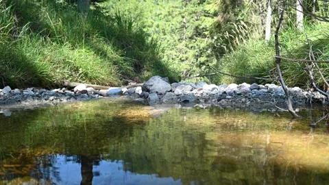 A little pool from a rivulet in a mountain forest Video stock 219647631