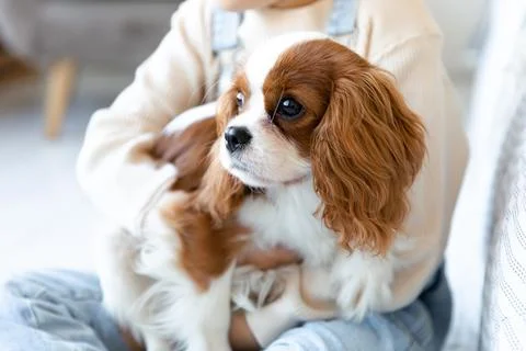 A little poppy of Cavalier King Charles Spaniel sits at the white room Stock Photos