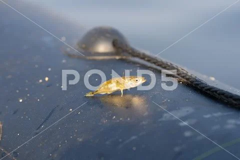 Little prickly fish on fishing Stock Photos