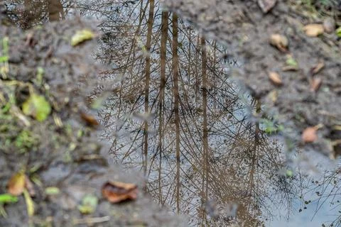 Little puddle after rain with reflections of tree Stock Photos