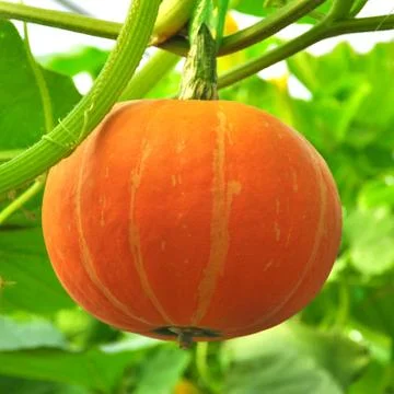 Little pumpkin growing on a pumpkin patch Stock Photos