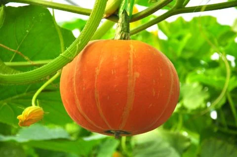Little pumpkin growing on a pumpkin patch Stock Photos