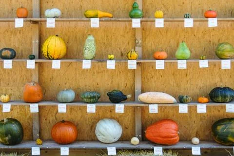 Little Pumpkin Guide Stock Photos