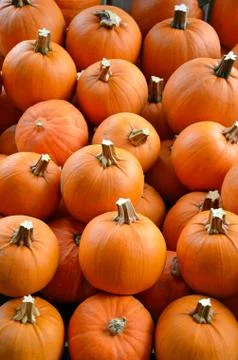Little pumpkins on display Foto stock