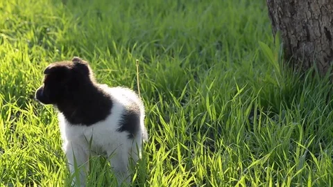 Little pup, walking in the grass Stock Footage 76003342