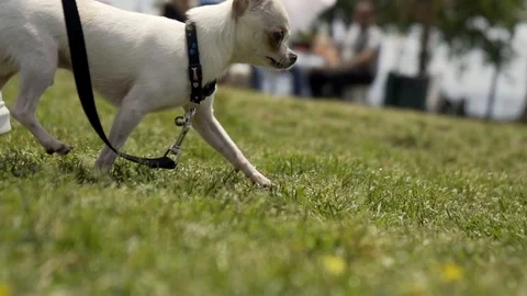 Little puppi Stock Footage 107193183
