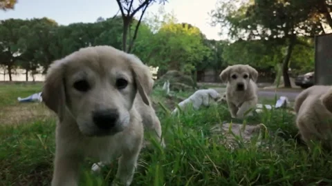 Little puppies chasing the camera Stock Footage 276916064