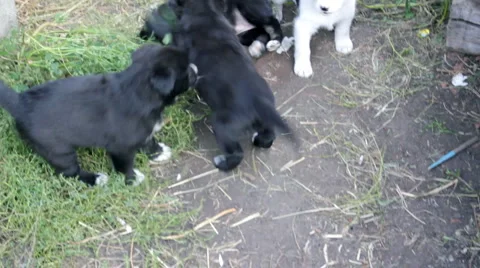 Little puppies playing Stock Footage
