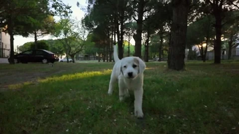 Little puppy  chasing camera Stock Footage 276916504