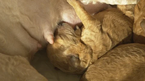 The little puppy fell asleep while eating, and sleeps near the mother. Close-up. Stock Footage