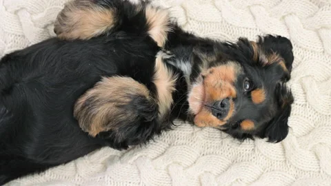 The little puppy is sleeping. A puppy of a black cocker spaniel on a plaid falls 库存影片 175288288
