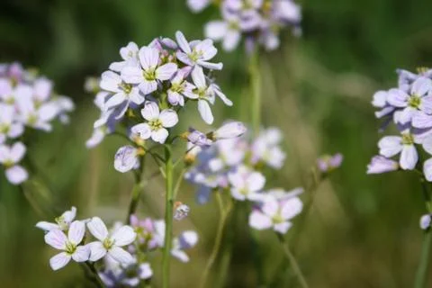 Little Purple Flowers Stock Photos