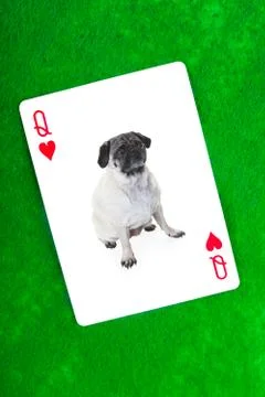 Little queen Stock Photos