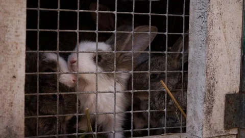 Little rabbit behind the cage Stock Footage 111748863