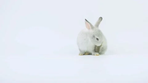 Little rabbit clean its back leg. Stock Footage 147089065