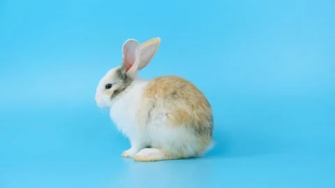 Little rabbit clean its face and legs. Vídeos de archivo 134164869