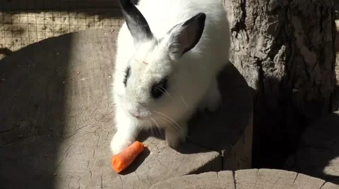 Little rabbit eats carrots Stock Footage 53322112
