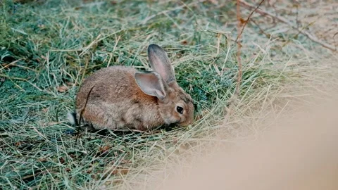 Little rabbit eats the grass on a Sunny day, banny grey Stock Footage 130593392