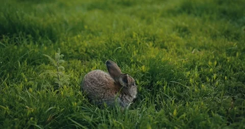 A little rabbit eats the juicy grass of the meadow in the summer. Stock Footage 278024704