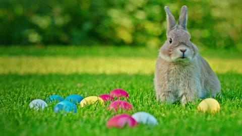 Little rabbit exploring colorful easter eggs on green grass meadow during s.. Stock Footage 334791679