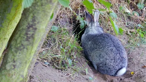 Little rabbit in front of a rabbit hole Stock Footage 94054566