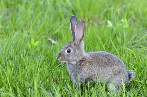 Little rabbit on grass Stock Photos