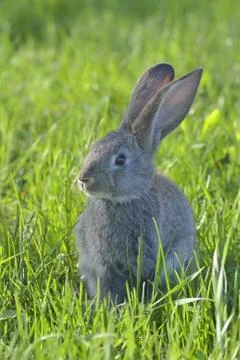 Little rabbit on grass Stock Photos