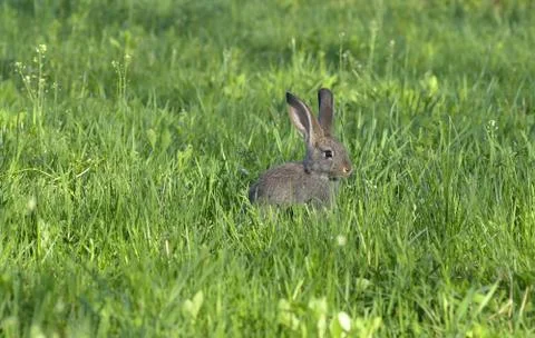 Little rabbit on grass Fotos de archivo