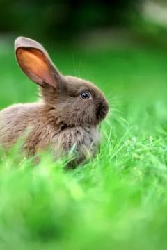 Little rabbit in grass Stock Photos
