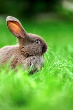Little rabbit in grass Stock-Fotos