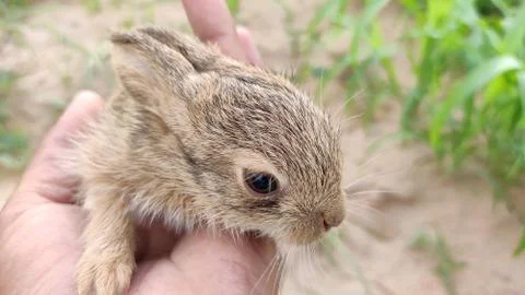 Little rabbit in hand, close up image Photos